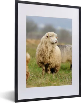 Produktbild von MuchoWow® Gerahmtes Poster Schafe - Wolle - Gras 30x40 cm - Poster mit Schwarzem Bilderrahmen Wandposter Rahmen Foto Bilder - Wandposter Schlafzimmer
