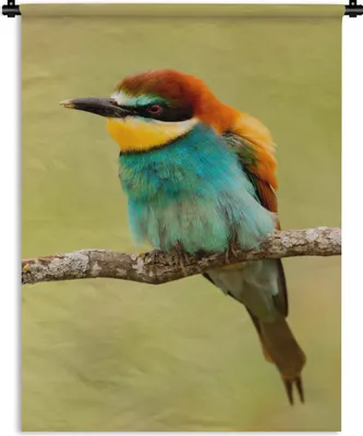 Produktbild von MuchoWow® Wandteppich Wandbehang Vogel - Bienenfresser - Tiere 60x80 cm Tapisserie Dekoration Wandtuch - Decke - Wandtücher - Wohne