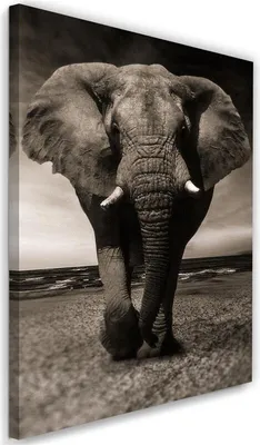 Produktbild von Leinwandbild xxl-elefant in der savanne 60x90 cm Feeby grau wandbild bereit zum aufhängen