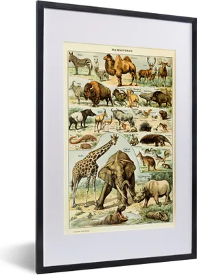 Produktbild von MuchoWow® Gerahmtes Poster Tiere - Kamel - Giraffe - Jahrgang - Adolphe Millot 40x60 cm - Poster mit Schwarzem Bilderrahmen Wandposter Rahmen Foto Bilder - Poster in Rahmen