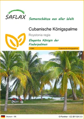 Produktbild von SAFLAX - Cubanische Königspalme - 8 Samen - Roystonia regia