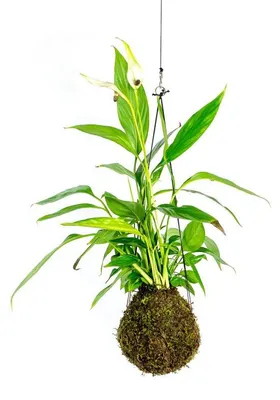 Produktbild von Gardners Kokedama-Pflanze, Spathiphyllum (L)