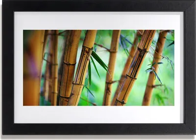 Produktbild von Bild 30x20 MDF-Rahmen Wandkunst Natur Bambuspflanze