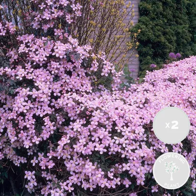 Produktbild von 2er-Set Clematis Montana Rubens, Waldrebe, 50-70 cm, Topf 15 cm