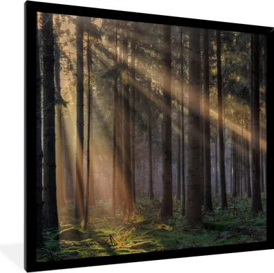Produktbild von MuchoWow® Gerahmtes Poster Bäume - Wald - Sonne - Pflanzen 40x40 cm - Poster mit Schwarzem Bilderrahmen Wandposter Rahmen Foto Bilder - Mit Rahmen - Wanddekoration Schlafzimmer