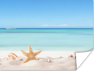 Produktbild von MuchoWow® Poster Strand - Meer - Muscheln - Seesterne 120x90 cm - Wandbild