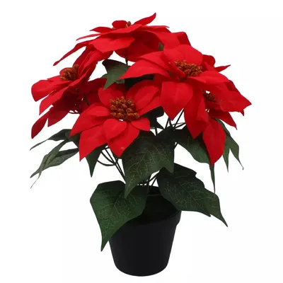 Zdjęcie produktu dla MIKONI Gwiazda bożonarodzeniowa 35 cm Sztuczne kwiaty w doniczce Poinsettia Gwiazda adwentowa Gwiazda bożonarodzeniowa