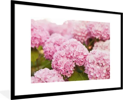 Produktbild von MuchoWow® Gerahmtes Poster Busch - Blumen - Rosa - Hortensie 90x60 cm - Poster mit Schwarzem Bilderrahmen Wandposter Rahmen Foto Bilder - Wanddekoration - Fotos