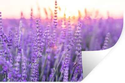 Produktbild von MuchoWow® Wandtattoo Wandsticker Wandaufkleber Lavendel - Nahaufnahme - Lila - Blumen 40x30 cm Selbstklebend und Repositionierbar - Faltenfrei