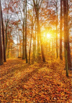 Produktbild von Wallario Poster - Sonnenuntergang im herbstlichen Wald, Kunstdruck Größe: 70 x 100 cm