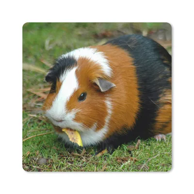 Produktbild von MuchoWow® Mauspad Mousepad Meerschweinchen draußen 30x30 cm - Mousepads - Maus Mat - Pad - Mausunterlage - Gaming