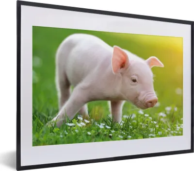 Produktbild von MuchoWow® Gerahmtes Poster Tiere - Ferkel - Schwein 40x30 cm - Poster mit Schwarzem Bilderrahmen Wandposter Rahmen Foto Bilder - Bilderrahmen - Poster im Rahmen