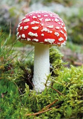 Produktbild von Wallario selbstklebendes Poster - Fliegenpilz im Wald, Größe: 70 x 100 cm