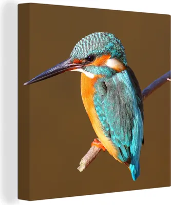 Produktbild von MuchoWow® - Leinwandbilder - Eisvogel - Äste - Bunt, Wandbild, Wanddeko Bilder Wohnzimmer, 50x50 cm
