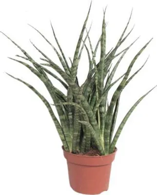 Immagine prodotto di Sansevieria – Sansevieria Fernwood Punk – Pianta da appartamento – Ø 12 cm – ↕ 35 cm – succulenta sempreverde
