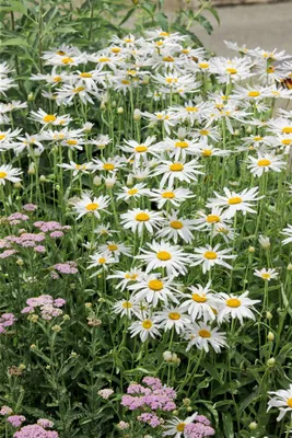 Produktbild von Leucanthemum x superbum 'Alaska', Margerite, weiß, ca. 9x9 cm Topf