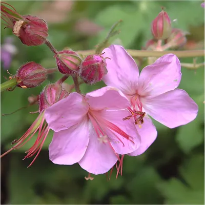 Produktbild von Stauden Gänge 3 x Geranium macrorrhizum 'Ingwersen's Variety' - Balkan Storchenschnabel/Storchschnabel - Duftender Bodendecker mit Blütenzauber