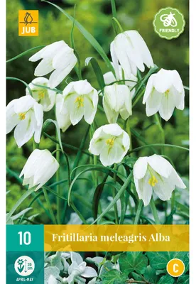 Productafbeelding van Fritillaria meleagris alba JUB, 10 bollen