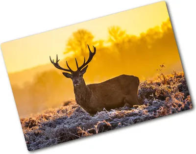 Produktbild von Tulup Glas Herdabdeckplatte - 80x52 cm - Glaskeramikkochfeld-Abdeckung Spritzschutz Glasabdeckplatte - Einteilig - Tiere - Hirsch Sonnenaufgang - Orange