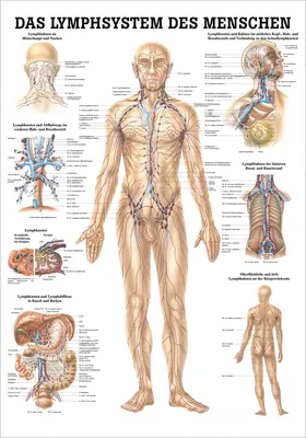 Produktbild von Anatomische Lehrtafel. Das Lymphsystem des Menschen. 70 x 100 cm