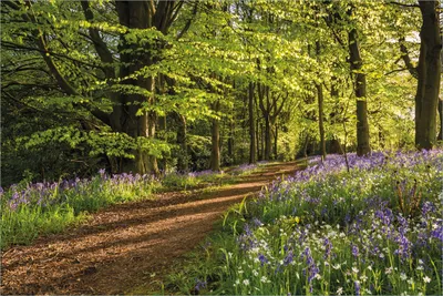 Produktbild von Wallario selbstklebendes Poster - Blaues Hasenglöckchen im Sommerwald, Größe: 61 x 91,50 cm