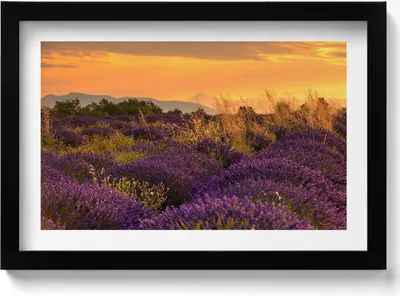 Produktbild von Lavendelwiese Provence Frankreich– Wandbild mit Rahmen – Gerahmtes Bild  – Wanddekoration – 30x20 cm –  Schwarz Rahmen