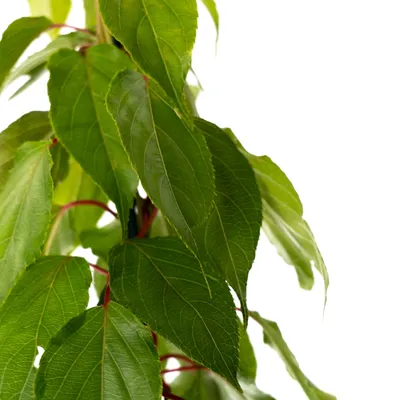 A close-up of green leaves on a plant stem against a white background.