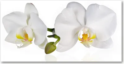 Produktbild von Tulup® Glas-Bild - 100x50 -Wandkunst - Wandbild hinter gehärtetem Sicherheitsglas  - Blumen & Pflanzen - Orchidee - Weiß