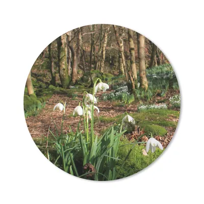 Produktbild von MuchoWow® Mauspad Mousepad Wald im Borrowdale mit Schneeglöckchen 20x20 cm - Mousepads - Maus Mat - Pad - Mausunterlage - Schreibtischmatte