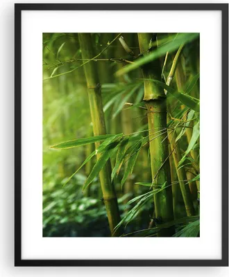 Produktbild von Gerahmtes Poster - Schwarzer Rahmen - Bambus Pflanze - 40x50 cm - Wand Bild - Wanddeko - Wandbilder - Kunstposter - Wandposter - Bilderrahmen - Bilder - Kunstdruck - Wandbild - P2BPA40x50-3558