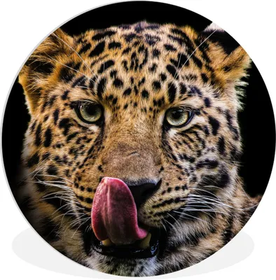 Produktbild von MuchoWow® Rundes Wandbild - Runde Bilder Leopard - Schwarz - Nahaufnahme Ø 30 cm Kreis Wanddekoration Kunststoff - Wandkreis - Wandschmuck - Schlafzimmer - Bilder - Der Kreis - Kunst für die Wohnung - Plastik - Kunstdruck - Wandbild