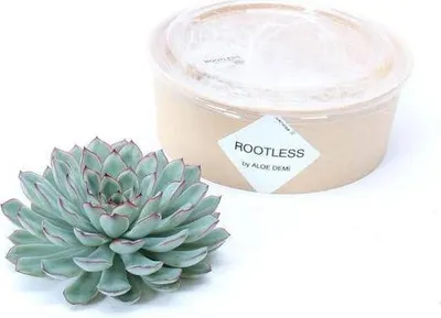 Produktbild von Echeveria Pulidonis Rootless Ø12-14cm Schnitt-Sukkulente Zimmerdeko