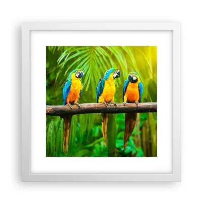 Produktbild von Gerahmtes Poster - Weißer Rahmen - Papageien Collorful Natur Vögel - 30x30 cm - Wand Bild - Wanddeko - Wandbilder - Wandposter - Bilderrahmen - Bilder - Kunstdruck - Wandbild - P2WAC30x30-2696