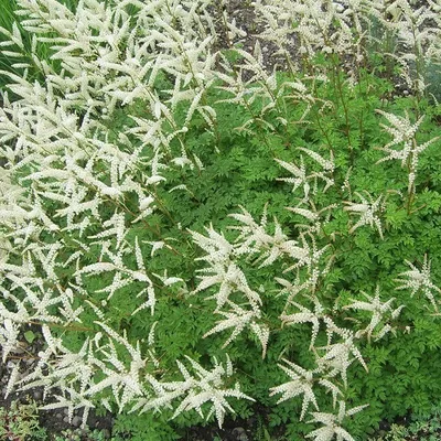 Image de 6 x Chèvrefeuille nain - Aruncus aethusifolius | Pot 9cm x 9cm