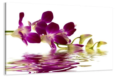 Produktbild von 4132 Orchidee Leinwandbild 80x60 cm
