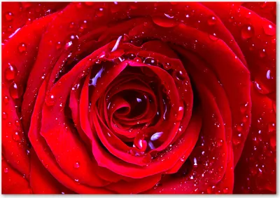 Produktbild von Tulup® Glas-Bild - 100 x 70 - Wandbild aus Glas - Wandkunst - Wandbild hinter gehärtetem Sicherheitsglas - Blumen & Pflanzen - Rose Blume - Rot