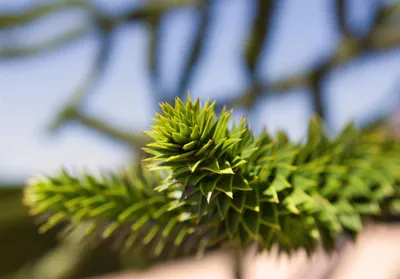 Produktbild von Araucaria araucana, Andentanne, 20–30 cm