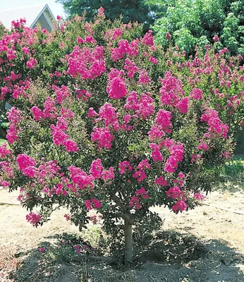 Produktbild von Elzusha – Set mit 2 Indischen Flieder Pflanzen – Langanhaltende Blüte und winterhart