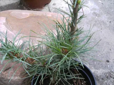 Produktbild von Pinus monticola Undulata - Westliche Weißkiefer - 30-40cm