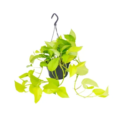 Immagine prodotto di Epipremnum Golden Pothos