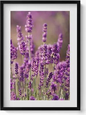 Produktbild von Lavendelblumenwiese– Wandbild mit Rahmen – Gerahmtes Bild  – Wanddekoration – 50x70 cm –  Schwarz Rahmen