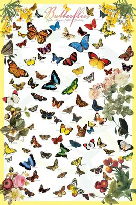 Obrázek produktu pro Vzdělávací - Vzdělávání Motýli Motýli - plakát Print - Velikost 61x91,5