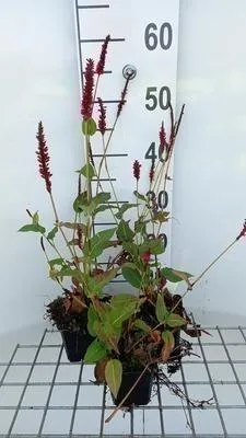 Zdjęcie produktu dla 6 x Persicaria ampl. 'Vesuvius' - Rdestowiec ostrokończysty - doniczka 9 x 9 cm