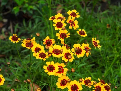 Produktbild von 1000 Samen Mädchenauge – Coreopsis tinctoria | Wildblumen | Bienenfreundlich | Garten & Wiese