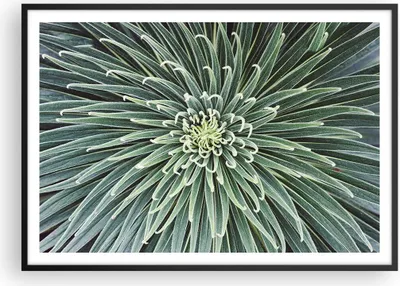 Produktbild von Gerahmtes Poster - Schwarzer Rahmen - Agave Grün Pflanze - 100x70 cm - Wand Bild - Wanddeko - Wandbilder - Kunstposter - Wandposter - Bilderrahmen - Bilder - Kunstdruck - P2BAA100x70-4905
