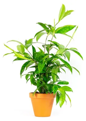 Obrázok produktu pre Gardners Dracaena surculosa, priemer 12 cm