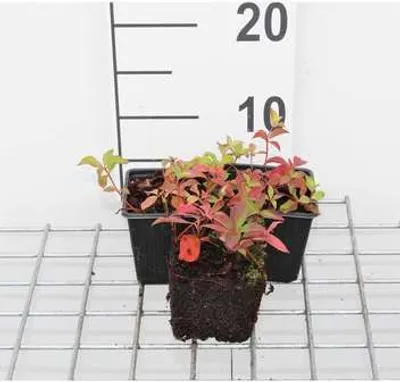 Immagine prodotto di 12 x Cornus canadensis - Corniolo da tappeto - vaso 9 cm x 9 cm