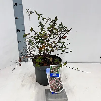 Image de Abelia grandiflora - Abélia | 30-35 cm en pot