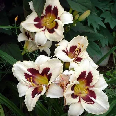 Produktbild von 6 x Daglelie - Hemerocallis 'Moon Masquerade' | Topf 9cm x 9cm