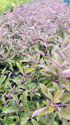 Image de Vitex trifolia 'Purpurea' / Lilas d'arabie